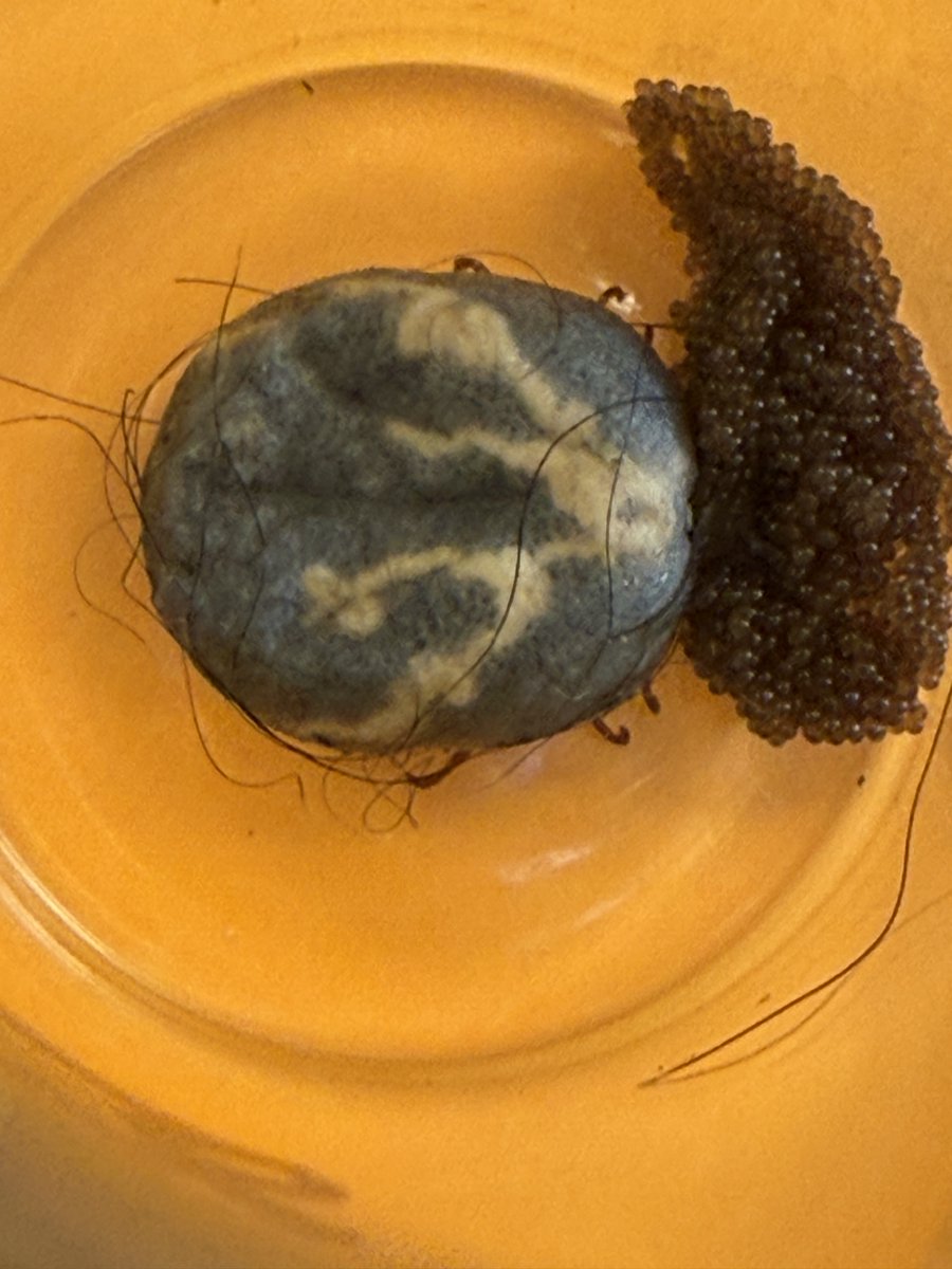ArkAgResearch's tweet photo. Entomologists and veterinarians with @AginArk are using a $492K @USDA_NIFA grant to research two methods of control for a tick-borne pathogen that causes bovine theileriosis. Read more: https://t.co/4eGcIPFwEl @AR_Extension @ArkansasEPP https://t.co/I7ZhgokKQ1