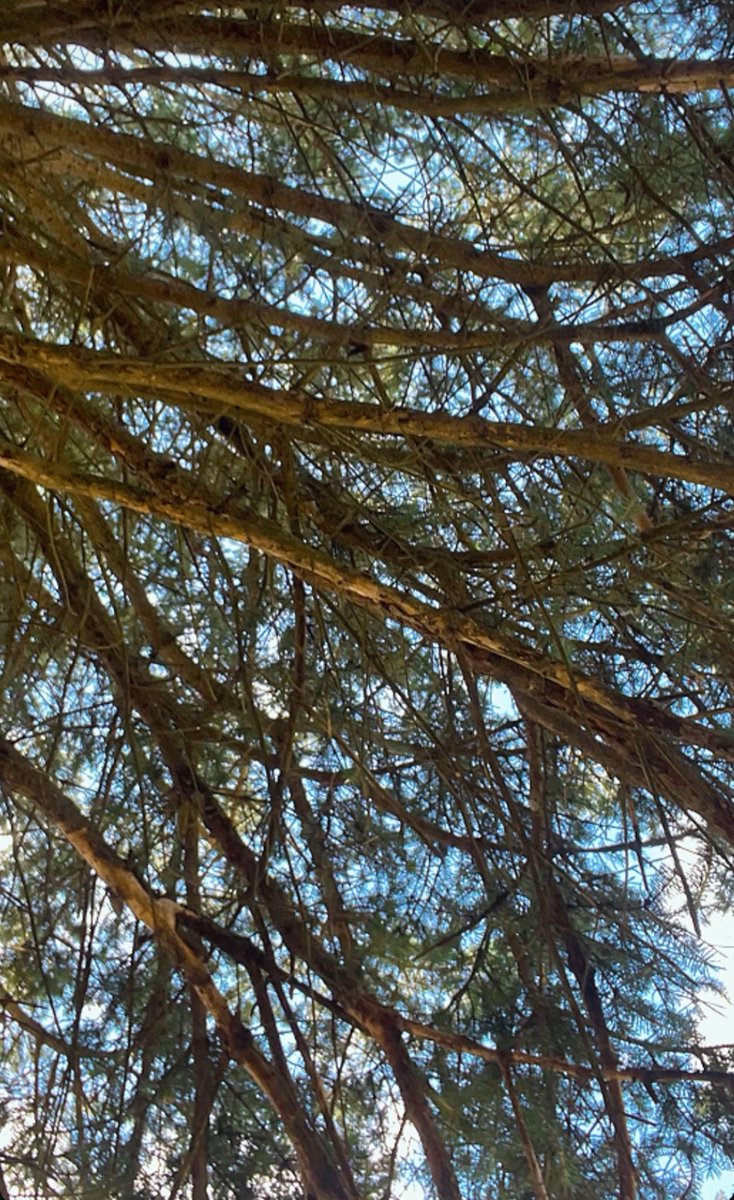 NOTORIOUSCAS's tweet photo. sometimes a bish needs to stand under a tree https://t.co/FxwV4j0GEH