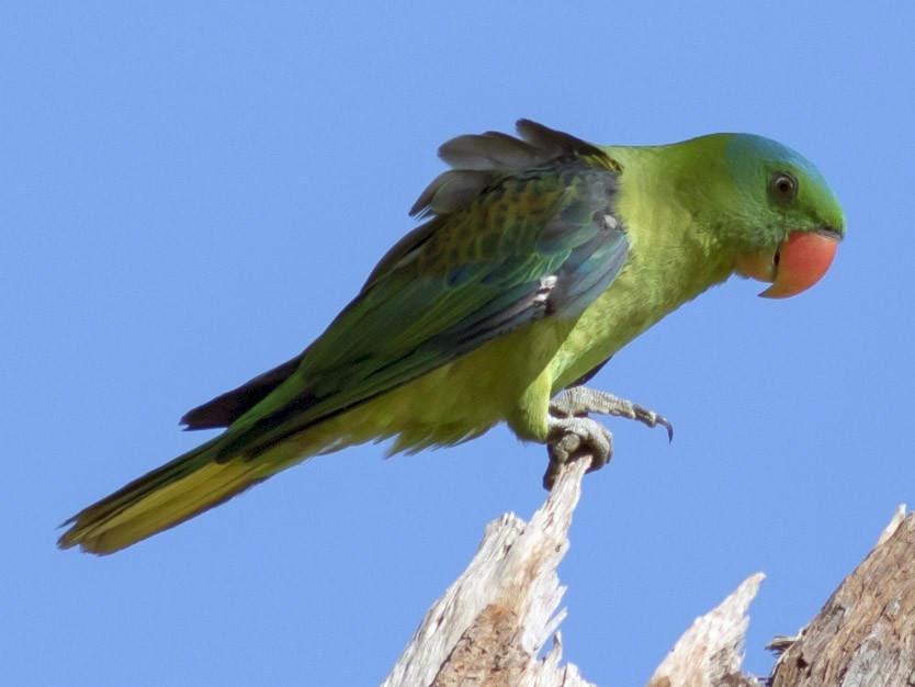 MangelaVilo's tweet photo. 2 - Caramoan e Cotivas fanno parte di un Parco Nazionale, sono caratterizzate da grande biodiversità, spiagge bianche pianeggianti e scogliere calcaree ricoperte di lussureggiante vegetazione che ne fa l'habitat perfetto per diverse specie di uccelli tropicali, tra cui diverse varietà di pappagalli, martin pescatori e rapaci (essendoci i rapaci, non ci vivono colombe e piccioni 🕊️📷). I due tipi di pappagallo più emblematici della zona di Caramoan e Cotivas sono il Pappagallo nucazzurra (Tanygnathus lucionensis) e il piccolo Guaiabero (Bolbopsittacus lunulatus)
#zeudiners #zeudixisola