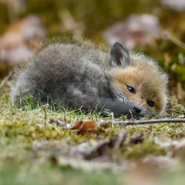 NATURE ✨ WILDLIFE CLIP tweet media