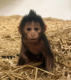 TurboSpeedCook's tweet photo. New GIGA rare baby monkey was just born named Sully

SO FUCKING MEMEABLE

The Zoo is already PACKED with people trying to see him

THIS IS GENNY https://t.co/1mQwPmkiaX

https://t.co/JzsEsYZiX7 https://t.co/vZ5oE5APss