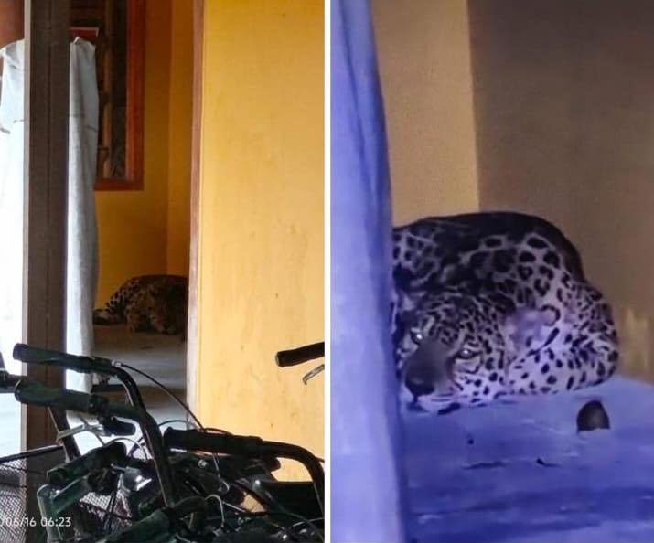 DanielRMed's tweet photo. Un Jaguar como queriéndonos enviar un mensaje, llegó y se instaló en la universidad pública, como protegiéndola, como pidiéndonos conciencia. 
Sucedió en la sede de la U Nacional sede Amazonía.
El guardián de la selva y de la dignidad latinoamericana está en custodia de Corpoamazonía y Fuerza Aérea.