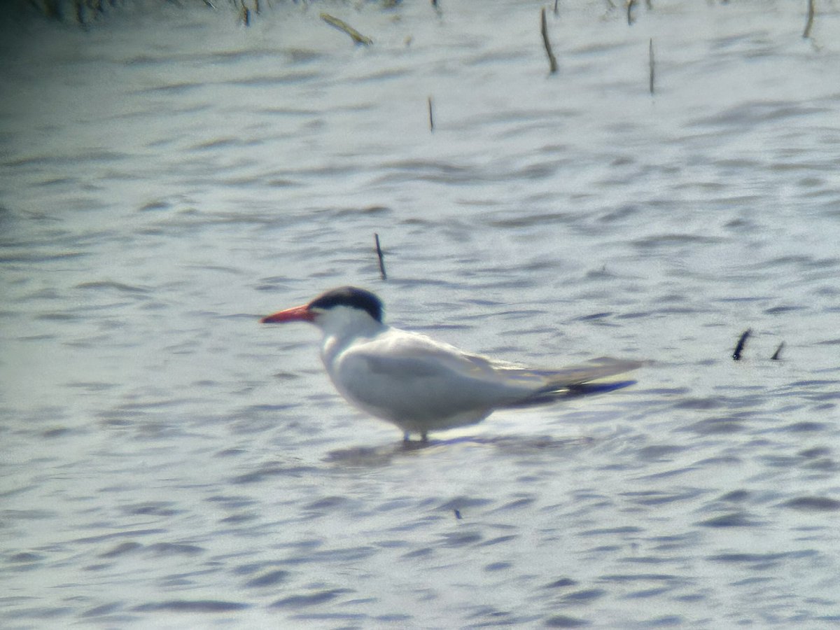 Jane__Ferguson's tweet photo. Caspian Tern on Brendan’s Marsh, Hickling. 16/06/2026 https://t.co/Z4sn89R391