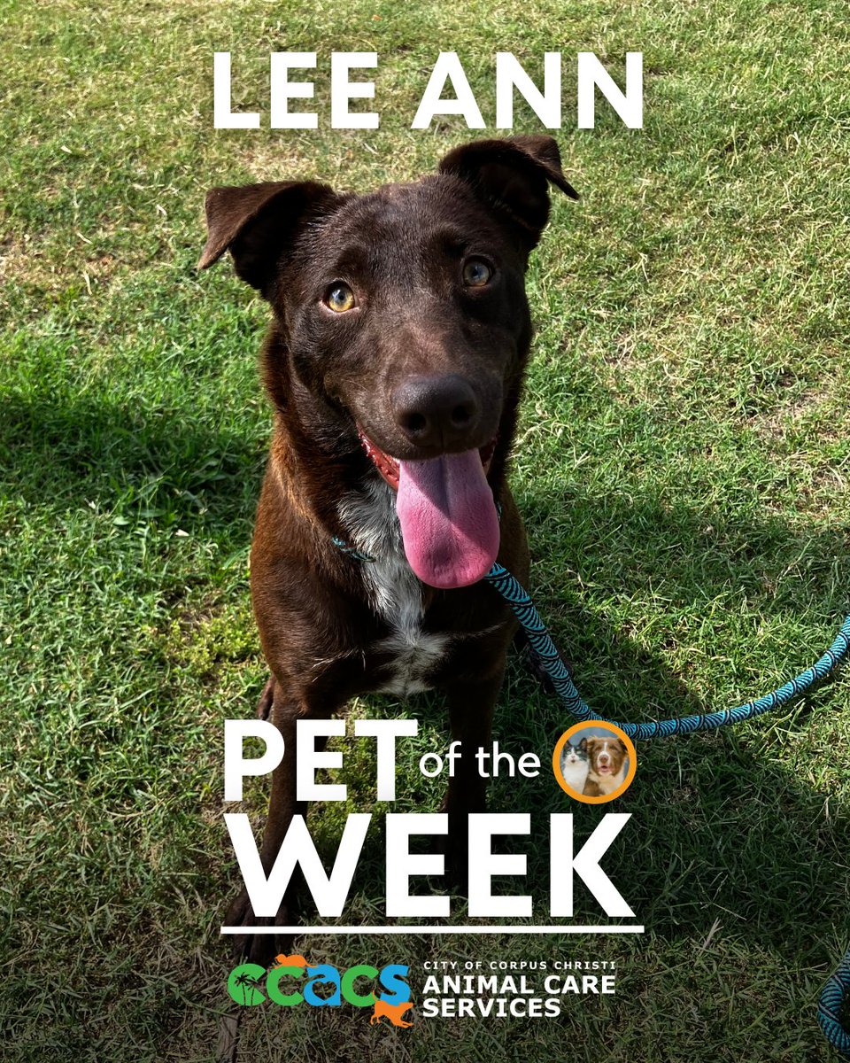 Lee Ann, a brown, 1-year-old Labrador Retriever, is our pet of the week! Think you have the right home for her? Stop by and say hi! Visiting and adoption hours are Monday through Saturday from 12:00 p.m. to 5:30 p.m.