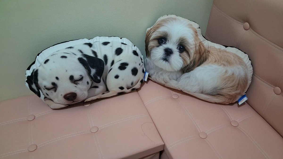 Cheng_Ina_Mo's tweet photo. Looks like potpot 🥲 i miss her https://t.co/vIUpuwsdro