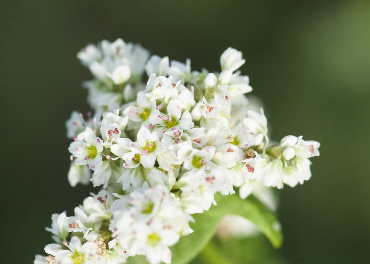 GreenCoverSeed's tweet photo. Buckwheat earns its spot in almost every pre-made mix we offer and for good reason.

It establishes fast, builds soil health, and works well alongside just about any other species. That versatility is why it shows up consistently across our lineup.

One thing worth knowing before you plant: buckwheat moves quick. It can produce viable seed in as little as 45 days, which means if you let it go too long, volunteer plants can become a headache in future crops. 

Check out our line-up of warm season mixes: https://t.co/fLot8WCUdk 

#Buckwheat #CoverCrops #SoilHealth #CoverCropMix #GreenCoverSeed #RegenerativeAg #SoilBiology #CoverCropManagement