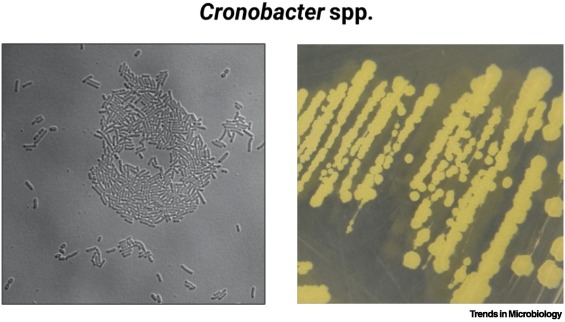 Trends in Microbiology tweet media