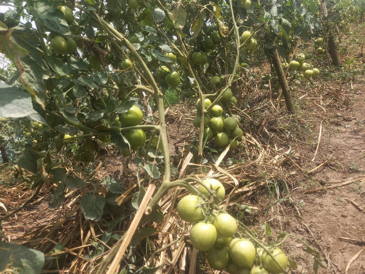 Duhinge1's tweet photo. Muri @Duhinge1 inyanya zikomeje kwitabwaho https://t.co/ssTIGxQfbi