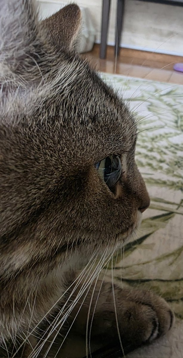 stupidjun's tweet photo. #猫 #ねこ https://t.co/LXOEoP3uwQ