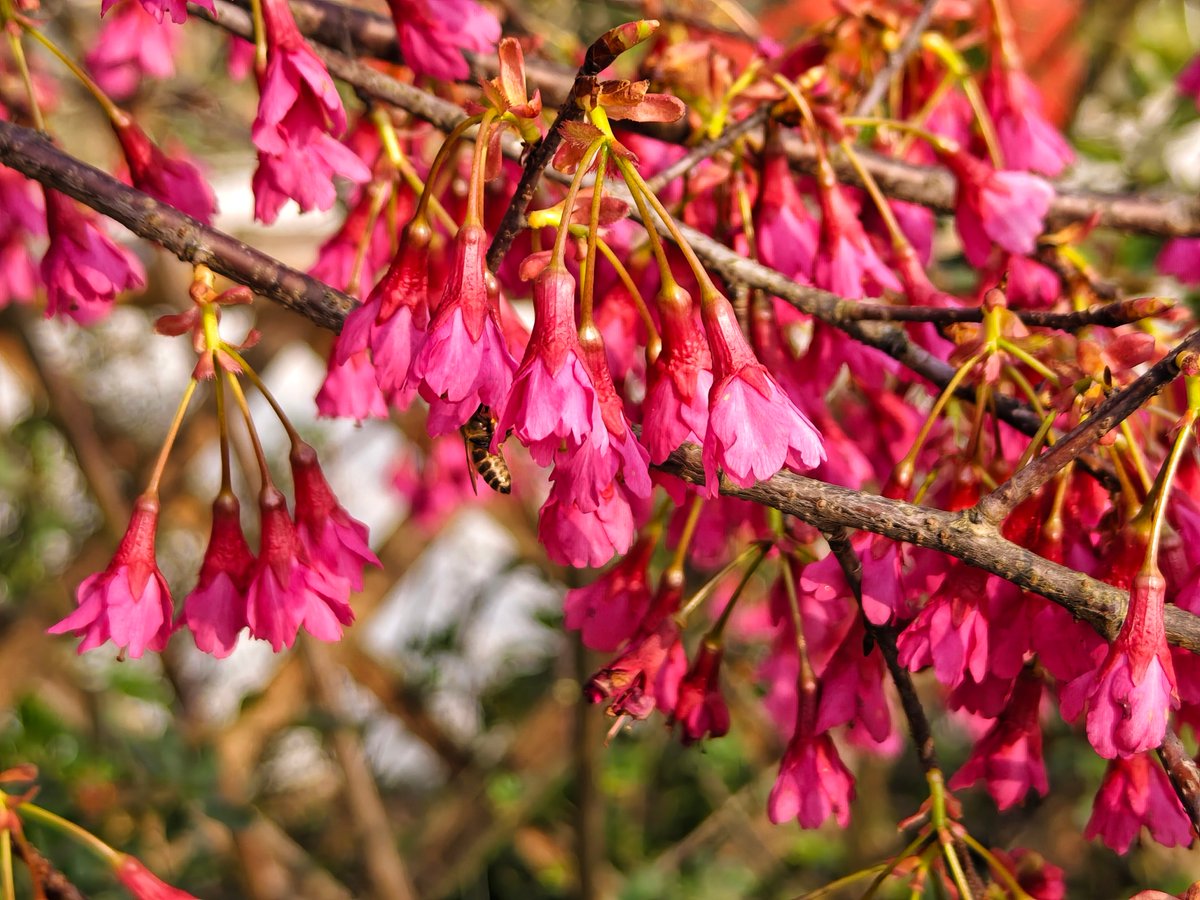 garyorourke1's tweet photo. Spring breeze just hit the city – cherry blossoms on every street, my coffee’s always iced, and the sun’s got that perfect warm glow. Can’t stop pausing to smell the flowers today! https://t.co/cXXUjA18Ez