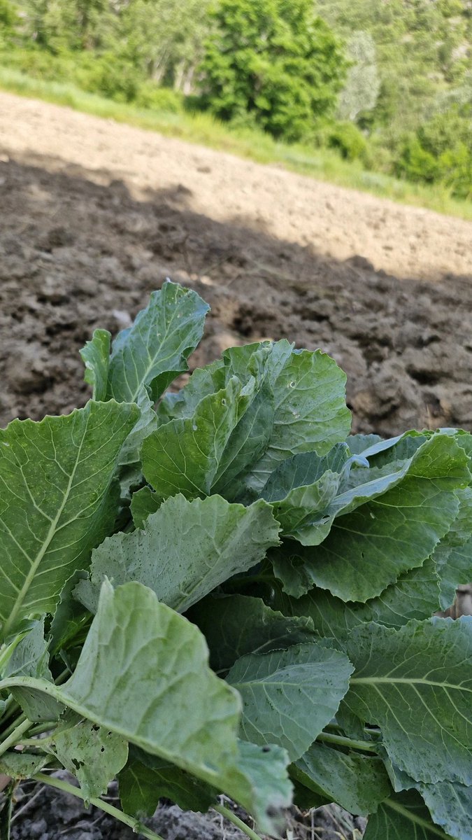 Sila___________'s tweet photo. Benim payıma düşen çiçek 🌿🌿 https://t.co/j1AXpq8TZL