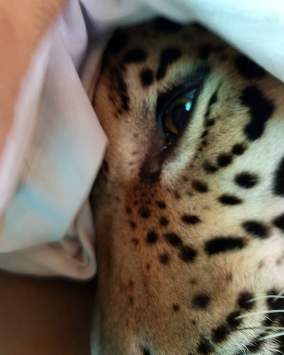 andreanimalidad's tweet photo. ¡Majestuoso! 👑 

💚 Un señorón jaguar de 120 kilos se refugió en la sede de la @AmazoniaUNAL Gracias a la buena labor, coordinada y eficiente, de varias entidades, fue rescatado y está siendo atendido para asegurar su liberación. Fue inmovilizado para toma de muestras y curaciones. No había otro jaguar con él (macho y sin cachorro). 

Lo doloroso e indignante: llegó herido y exhausto; quizás huyendo de una amenaza de caza.

Gracias Fundación Ikozoa, Universidad, @CarabinerosCol @PoliciAmazonas @ArmadaColombia @COL_EJERCITO @DefensaCivilCo @DNBomberosCol @FuerzaAereaCol @Corpoamazonia1 ¡Unidos por los animales somos imbatibles!

✊ Qué persista y venza la lucha contra el tráfico, el comercio, la cacería y la matanza de animales silvestres!