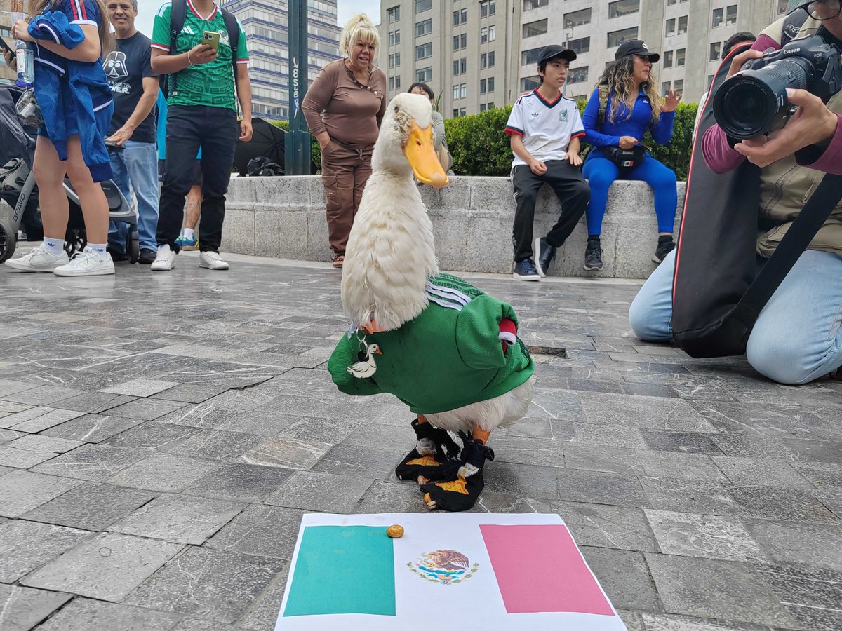 AztecaNoticias's tweet photo. Del Centro Histórico de la CDMX a la fama mundialista.

Merlín, el pato que acompaña a la familia Gómez mientras vende agua los fines de semana, se ha robado el corazón de miles de aficionados durante la Copa Mundial FIFA 2026™.

Vía @AlfredoTNews 

https://t.co/dV8hDsBlL4 https://t.co/3Cd06OWjAp