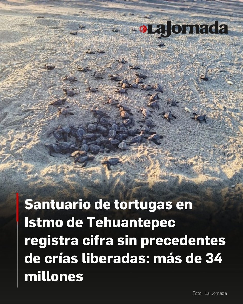 lajornadaonline's tweet photo. En el marco del Día Mundial de las Tortugas Marinas, la Comisión Nacional de Áreas Naturales Protegidas (Conanp) informó que el santuario de la playa Morro Ayuta, ubicado en el Istmo de Tehuantepec, Oaxaca, se consolidó como un epicentro global de conservación tras registrar una cifra récord de 1.9 millones de nidos protegidos y la liberación de más de 34 millones de crías de tortuga golfina.

Guillermo González Padilla, responsable del campamento tortuguero, explicó a La Jornada que la temporada cerró con un éxito sin precedentes debido a que las constantes lluvias aumentaron la humedad de la arena y las temperaturas veraniegas optimizaron el proceso de incubación.

Más información en: https://t.co/tO0QdIcIlF