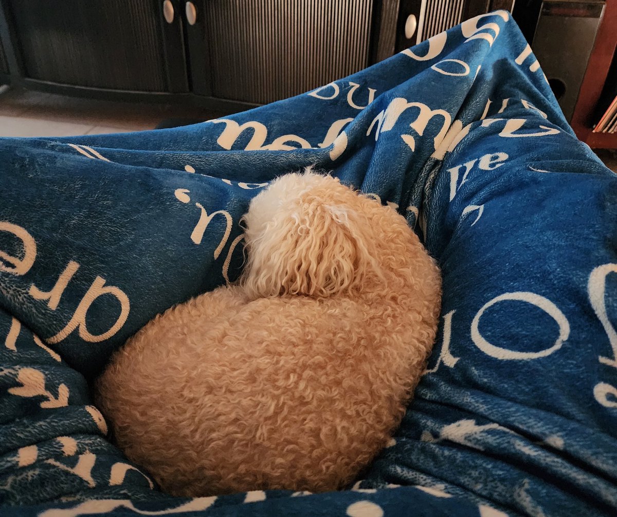 tampabound09's tweet photo. @TheHannaRay #rufflife 😁 https://t.co/5ubSN1znGu