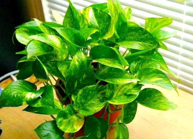 SheriffFrogMan's tweet photo. Your pothos needs only bright indirect light + water when top 2 inches of soil dry out to thrive! No green thumb required https://t.co/mOdbHo4bHR