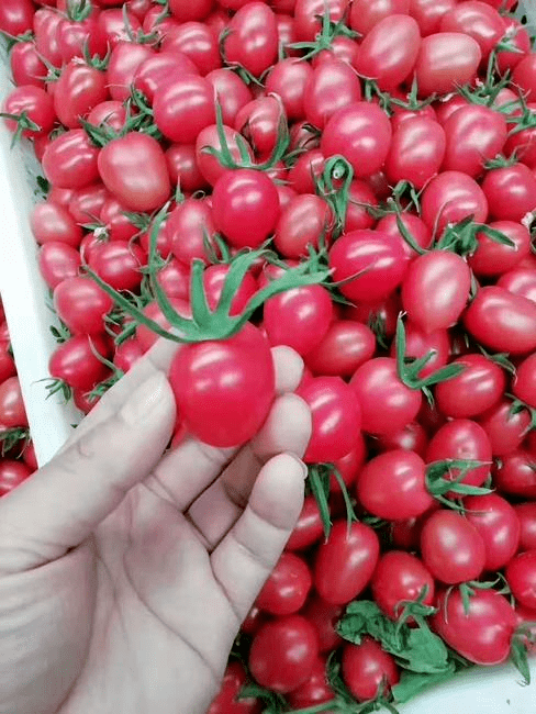 nishanth2007's tweet photo. This vibrant cherry tomato pack is a game-changer! Sweet, juicy, and totally firm—no mushy bits, perfect for salads or snacking. 10/10 would repurchase. https://t.co/UoAVMuTKwW