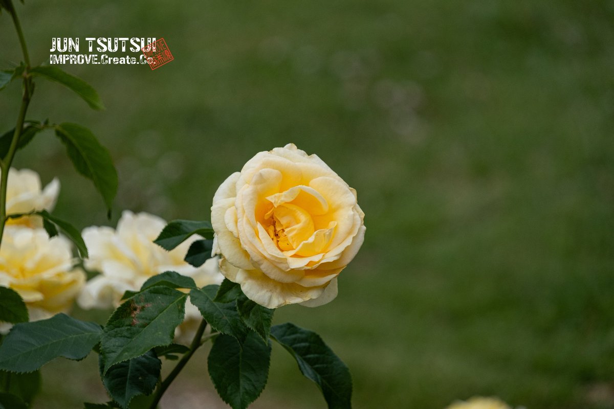 junjun_imp's tweet photo. 浜寺公園のバラ

#camera #浜寺公園 #バラ #rose #photos https://t.co/MOABML16xh