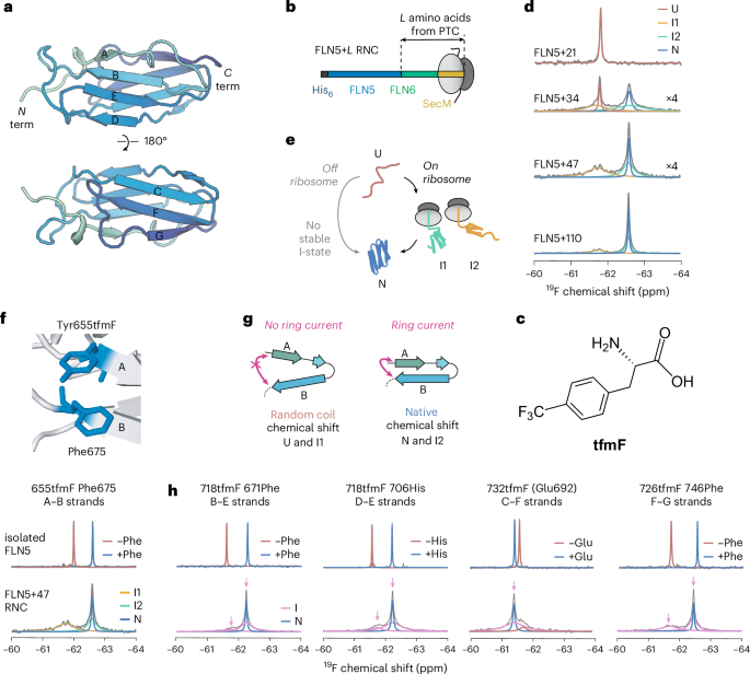 NatureSMB's tweet photo. New online! Structures of protein folding intermediates on the ribosome https://t.co/I9Z8Wy6Vzi https://t.co/bTJURdFAfS