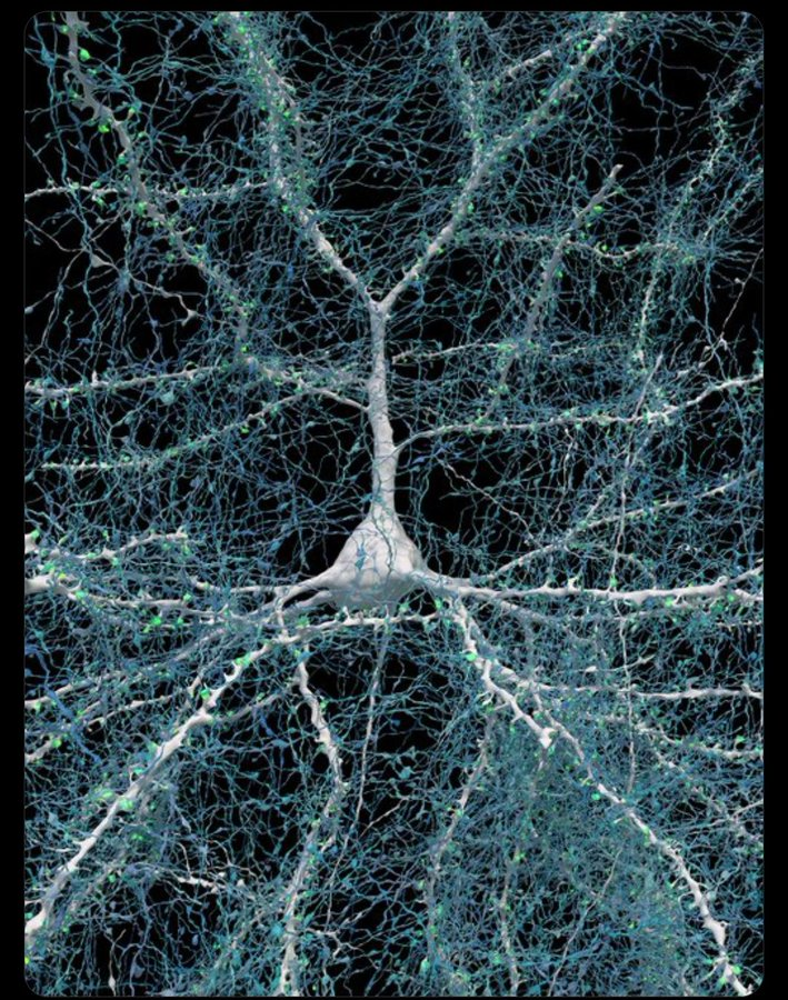 virginiog's tweet photo. 🧠 ¡Iwow! Harvard y Google crean el mapa más detallado de un milímetro cúbico de cerebro humano con microscopía electrónica  

Imagen: una sola neurona conectada a 5.600 fibras nerviosas, 150 millones de sinapsis en un grano de arroz

La complejidad del cerebro es increíble https://t.co/kL5Xgcj2hn