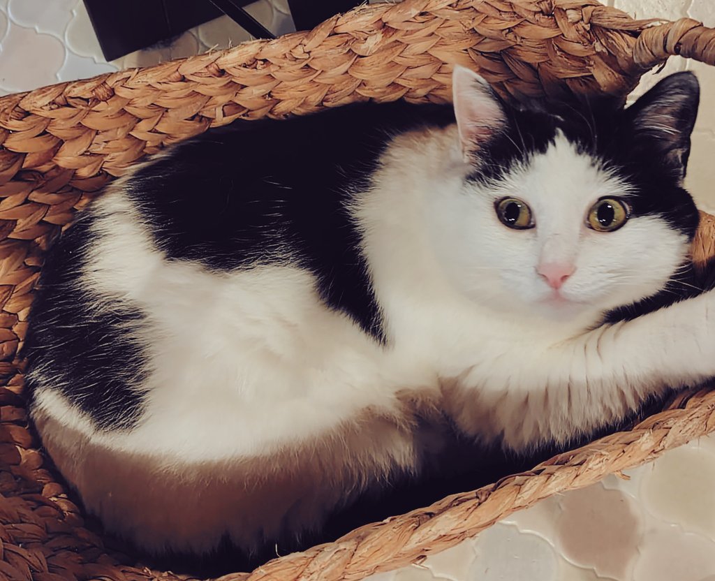 確認ฅ^•ﻌ•^ฅ♡ ฅ•ω•ฅ🐈‍⬛ｵﾊｰ♪̊̈♪̆̈