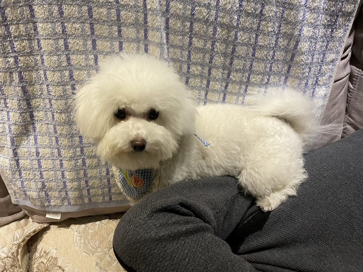Kjrnrnnejdjsj's tweet photo. My little pup just pulled off his first tricks today – sit, shake paws, and even rolled over! Watching him grow from a wobbly furball to this smart, playful buddy fills my heart https://t.co/ZWjB9pYeNt