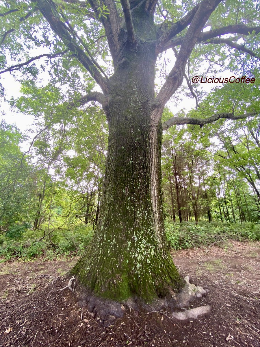 LiciousCoffee's tweet photo. The 🌎 is full of amazing contents, see it, recognize it, create IT—find Art in Nature
😍Finding Beauty after ☔️
Raised/highlighted moss & lichen
This🌿🌳🌿was a delight to 📸 👗 #TreeArt
#TreeWhisperer
#Nature #NaturePhotography #Photography #PhotographyIsArt #Tree #Park https://t.co/a1QviH7dMT