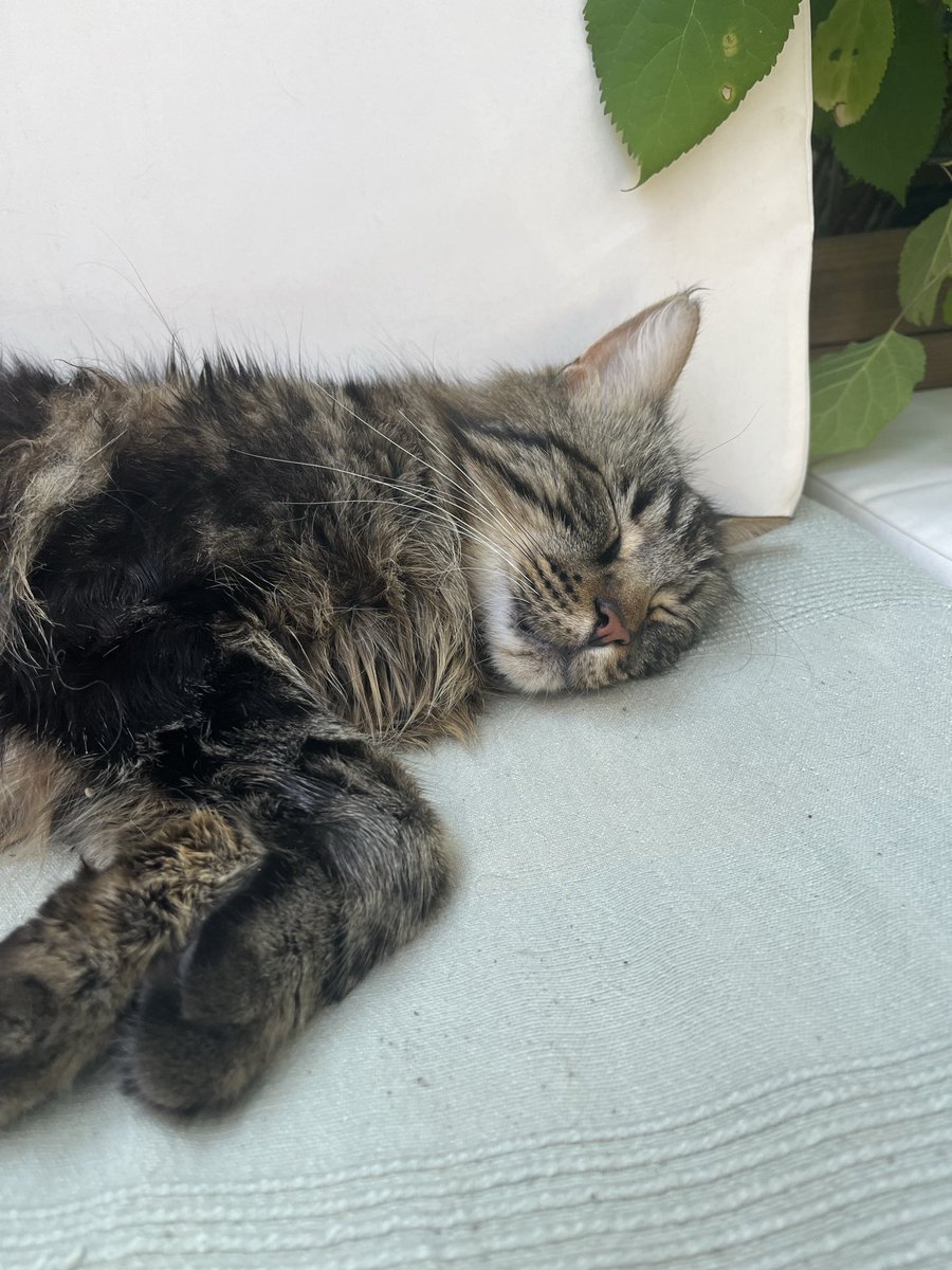 cha6ski's tweet photo. il est pas trop beau mon amour https://t.co/GLvAhBqOFr