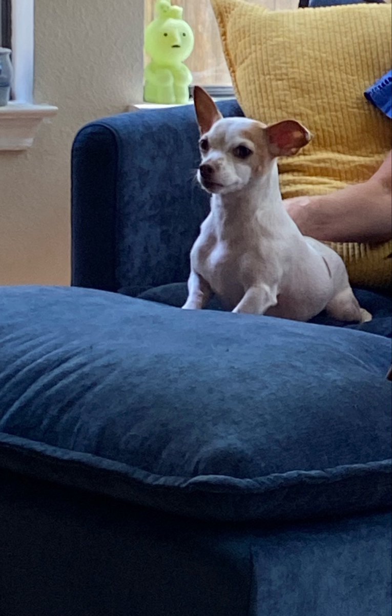 Nicholasblvs's tweet photo. Why this little fucker so buff https://t.co/vy73KYHjdi