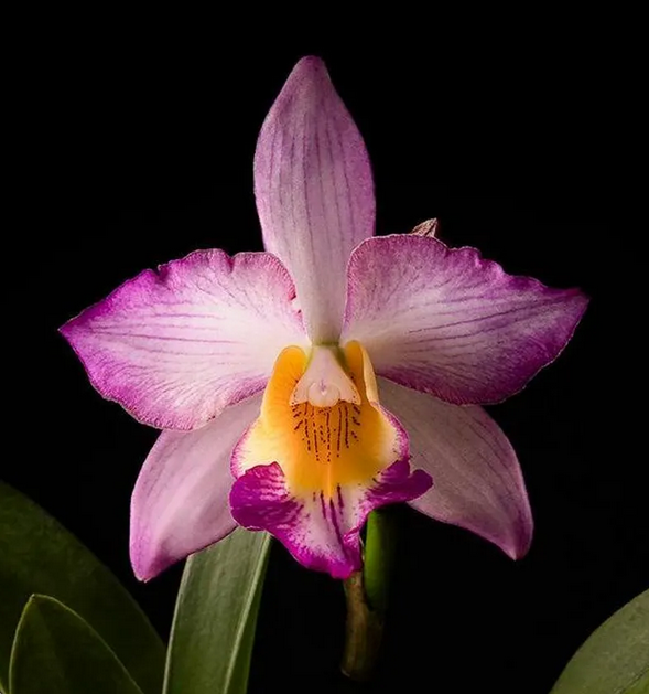 ConfidentialUn's tweet photo. Iwanagaara Apple blossom 'Pink'

#orchids #plants https://t.co/DA48N33Bld