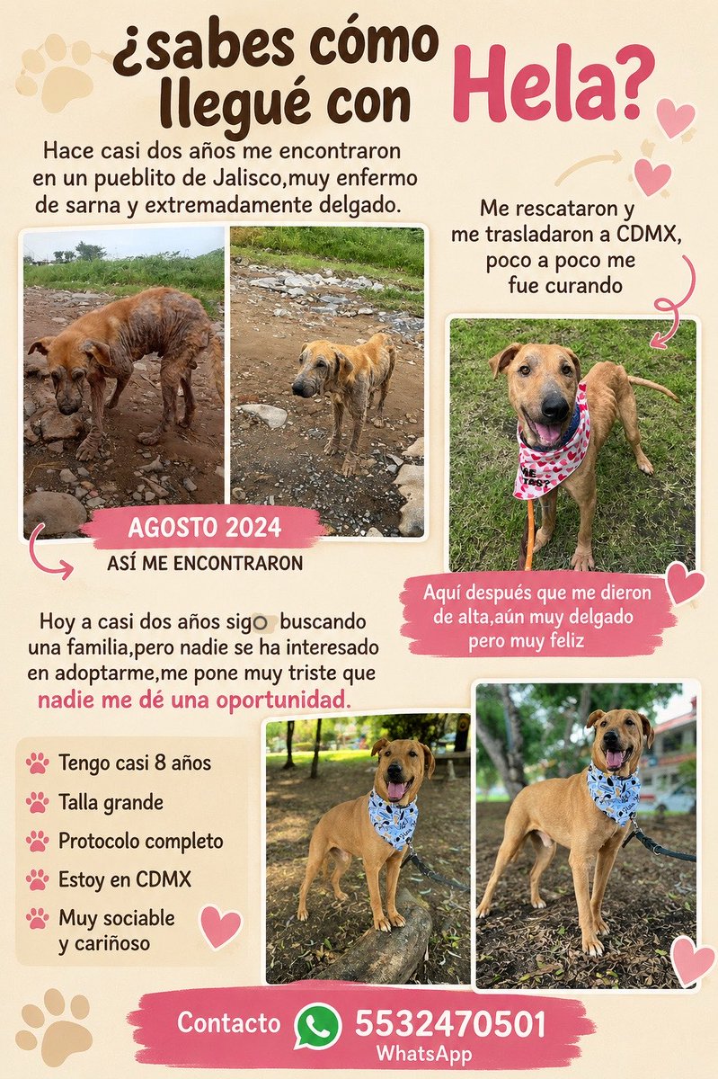 HELA_MORE's tweet photo. Buscamos una familia para Coquito.
#ADOPCIÓN #adopcionresponsable 
Estamos en CDMX. https://t.co/nFuuKmPjaM