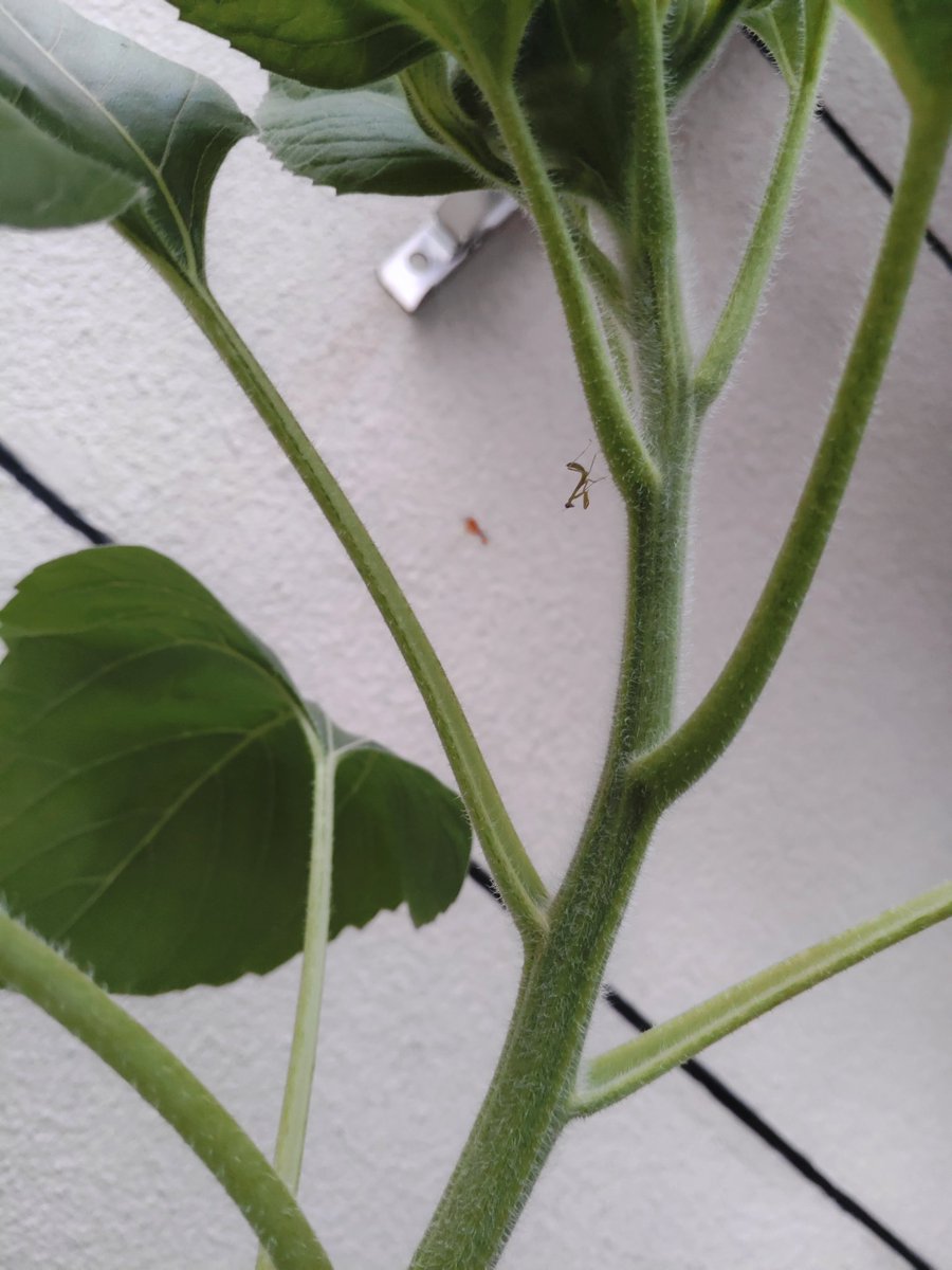 naplasmaner's tweet photo. Come out, Scyther! https://t.co/dDv74dHo5U