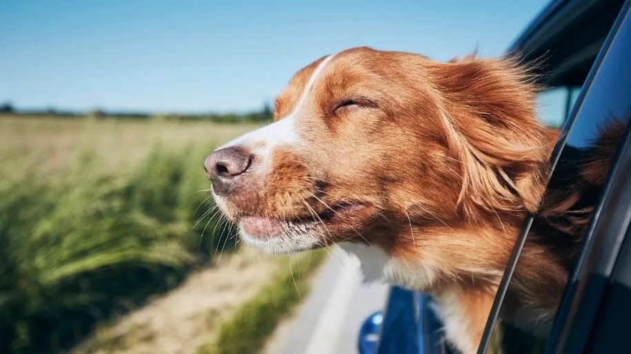 WilliamWrberg's tweet photo. Dogs stick their heads out car windows primarily for an intense sensory experience—especially through their extraordinary sense of smell—combined with the physical thrill of wind and motion. It’s basically a high-speed adventure for their senses. https://t.co/geZDvK5IQQ https://t.co/R3qSN25sap