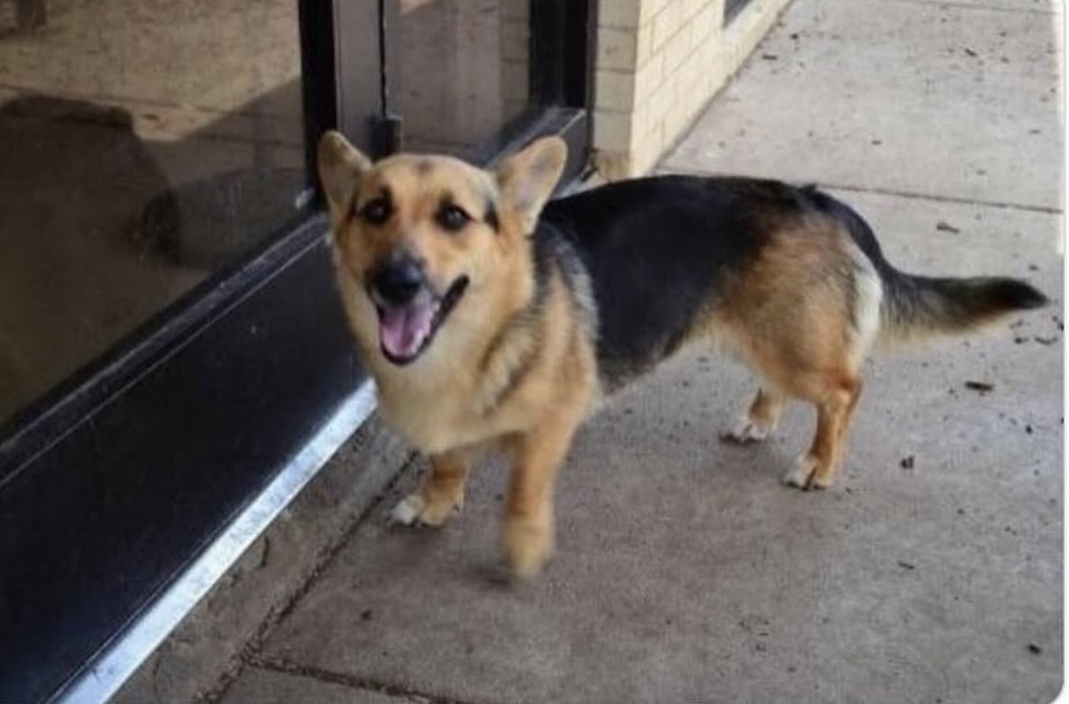 Puppieslover's tweet photo. This is your regular reminder that a corgi crossed with any other breed just ends up looking like a corgi disguised as the breed https://t.co/j5onQS4pfo