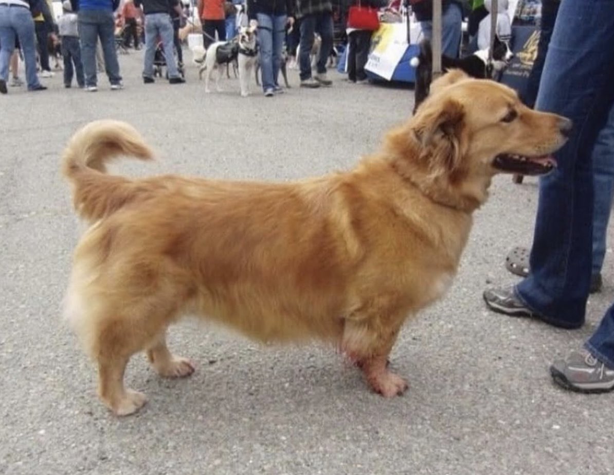 Puppieslover's tweet photo. This is your regular reminder that a corgi crossed with any other breed just ends up looking like a corgi disguised as the breed https://t.co/j5onQS4pfo