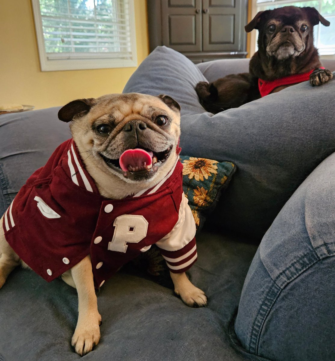 MisterPemberto1's tweet photo. @MomGuppy @CaymusPug Awww, it was perfect my darling Lilibet 🥰😍 I was soooo nervous 😏😉 https://t.co/ROpPXJbPpe