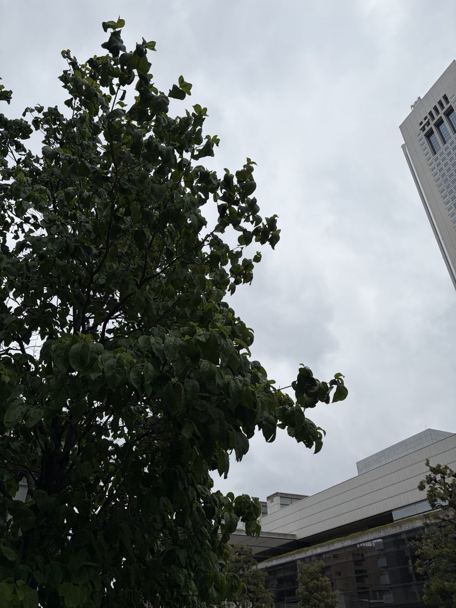C3designTokyo's tweet photo. おはようございます☁️

週末金曜日の初台は☁️の気温20℃

台風一過とはなりませんね🌀
週末から来週はずっと☂️予報🌏
来週あたり関東も梅雨入りするのか⁉️

#企業公式が毎朝地元の天気を言い合う
#イマソラ https://t.co/72tjX7Tlff