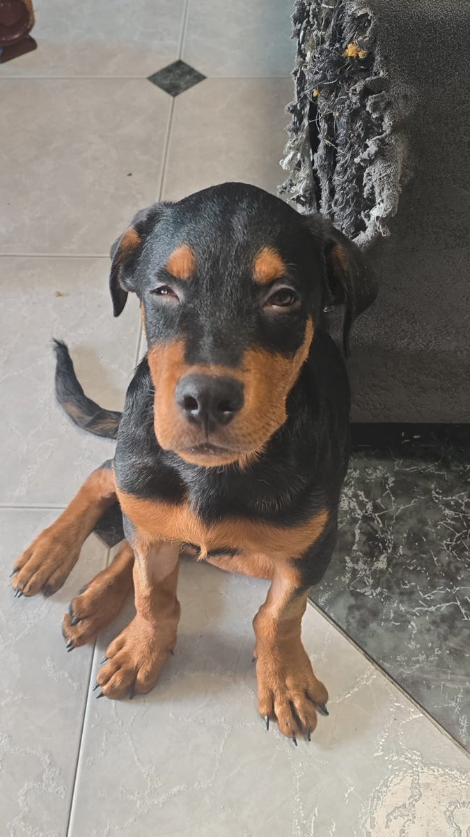 AlertaMePerdi's tweet photo. #PERDIDO Nombre: #Rocky
Fecha: 2026-06-04
Sector: Centro, Av. Victor Hugo Briones &amp; Crnel Antonio De Alcedo Y Herrera,
Sexo: Macho
Raza: Rottweiler
Observación: Tiene su ojo derecho rojo y en las patitas de adelante no tiene pelitos por que estuvo internado
Contacto: 0997895688 https://t.co/kQEKVma1sH