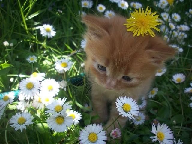 Joyful girl🌸✨ tweet media