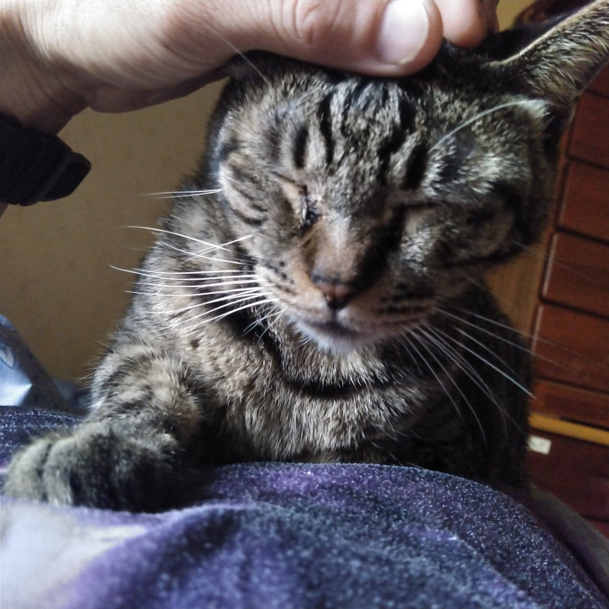 aoxiro's tweet photo. ねこー https://t.co/Bjb3z6NfHz