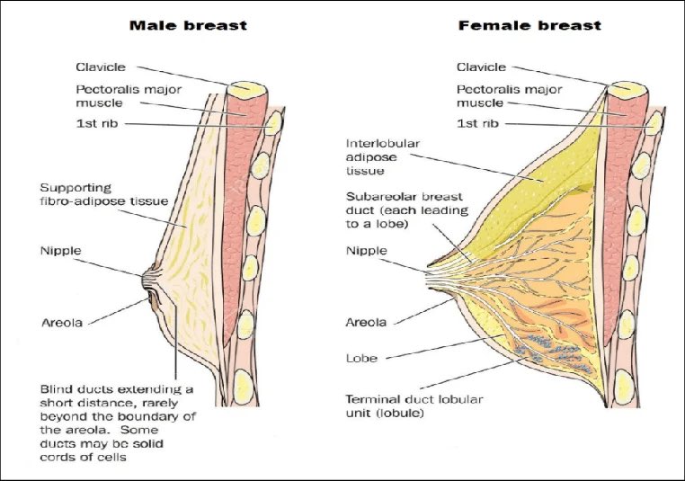 soluming's tweet photo. @sight_of_grace @hitherehaidar @girlthingamajig If that's what you believe...then you need to go take a biology class...seriously...the effects of taking hormones don't reroute and fundamentally change the makeup of the male breast, creating breast ducts and lobules...all it does is increase the amount of existing MALE tissue. https://t.co/9yh5QSBOv5