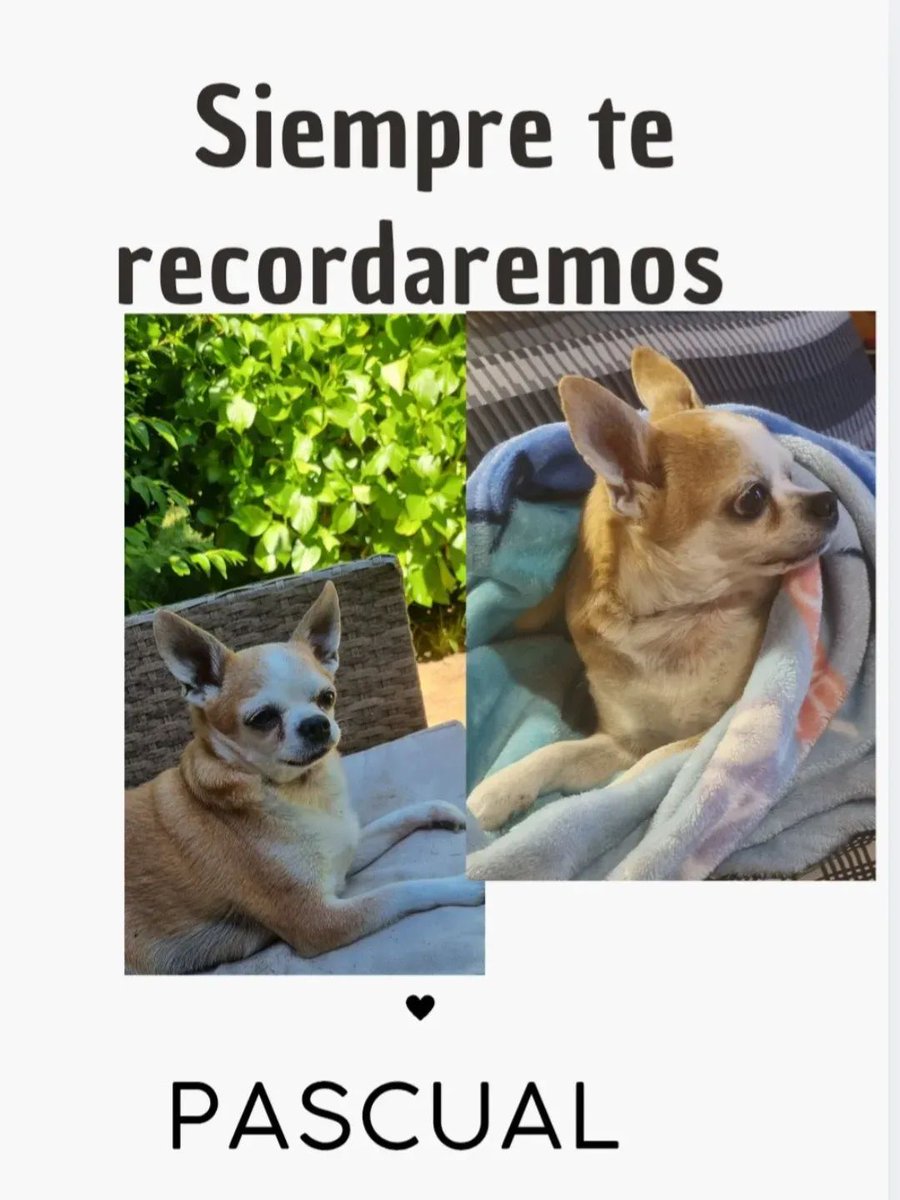 SoledadConejer3's tweet photo. Siempre serás mi niñito pascual, descansa en paz 🐶❤🕊 https://t.co/mwFekCB21h