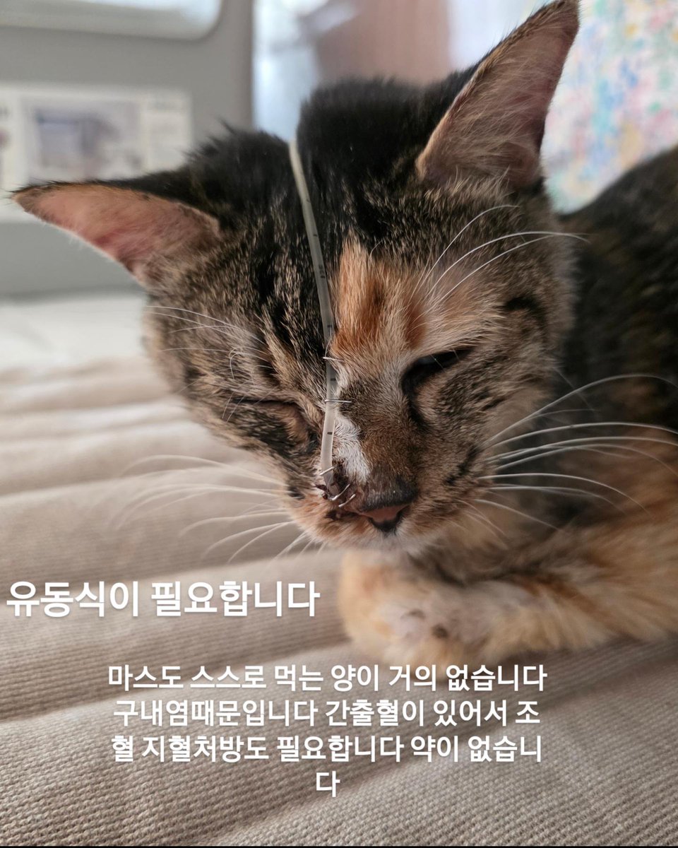 ssavecat_'s tweet photo. 5월 6월은 한없이 더 모자랍니다 처방식후원은 전무하고 유동식도 매일 모자랍니다 야탑 클루 마스 올리버 조랭이 가을이 신부전환묘 구내염환묘 간출혈 환묘들이 장기입원이 어려워 스스로 먹지 못하고 강급이 필요합니다 

설사 변비 처방식 뿌링이 당뇨 처방식 방광염 결석 처방식 간질환처방식 
유동식 (개당21000원) 하루 10병 소진중입니다  

처방비 150만원이 절실합니다 뿌링이 야탑이 발작약 루아 심장 간출혈 마스 간출혈 지혈조혈 환묘들 구내염처방 식욕증진제 설사약 호흡기약 신부전 지혈 조혈제 처방을 매주 받아야하지만 몇달째 후원이 너무 저조합니다 

사료 모래 한달 천만원이 넘습니다 후원이 충분하지 않아 대부분의 지출을 봉사자님이 감당하셔야합니다 그동안은 혼자 모자라는 비용을 감당하셨지만 몇달째 모자라는 후원에 선납치료비를 매달 1000만원이 넘게 감당하기가 어렵습니다 월세 관리비가 10년간 처음으로 밀릴정도로 도움의 손길이 심각하리만큼 부족합니다 

세이브캣이 버틸힘이 되어주세요 버겁고 무너질만큼 힘든 하루하루에 도금씩만 마음모아주세요 

🚨주말동안 사료 모래가 없습니다
🚨중증환묘들 처방비 150만원이 모자랍니다
🚨유동식 147만원 (7일분량) 결제가 절실합니다
🚨클루 100만원 야탑이 190만원 치료비미수를 결제해야합니다

제발 오늘을 버틸 수 있게 도와주세요 금요일은 어느때보다 후원참여가 저조해서 걱정이 큽니다 😢🙏

프로필링크에 후원정보가 있습니다 🙇‍♂️