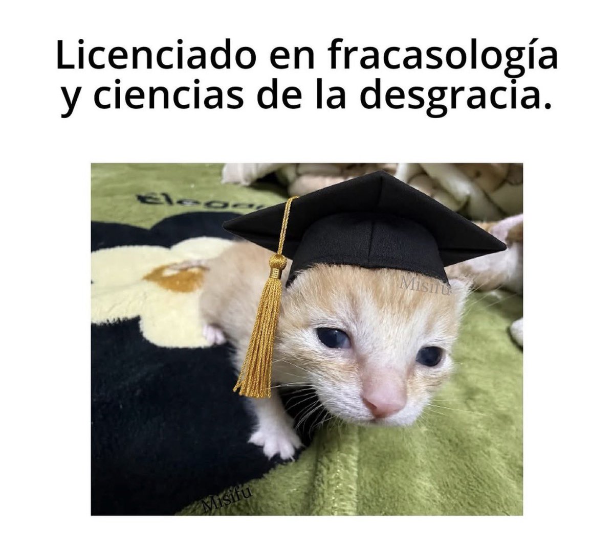 MundoDeBigotes's tweet photo. https://t.co/w3BLYg5M5J