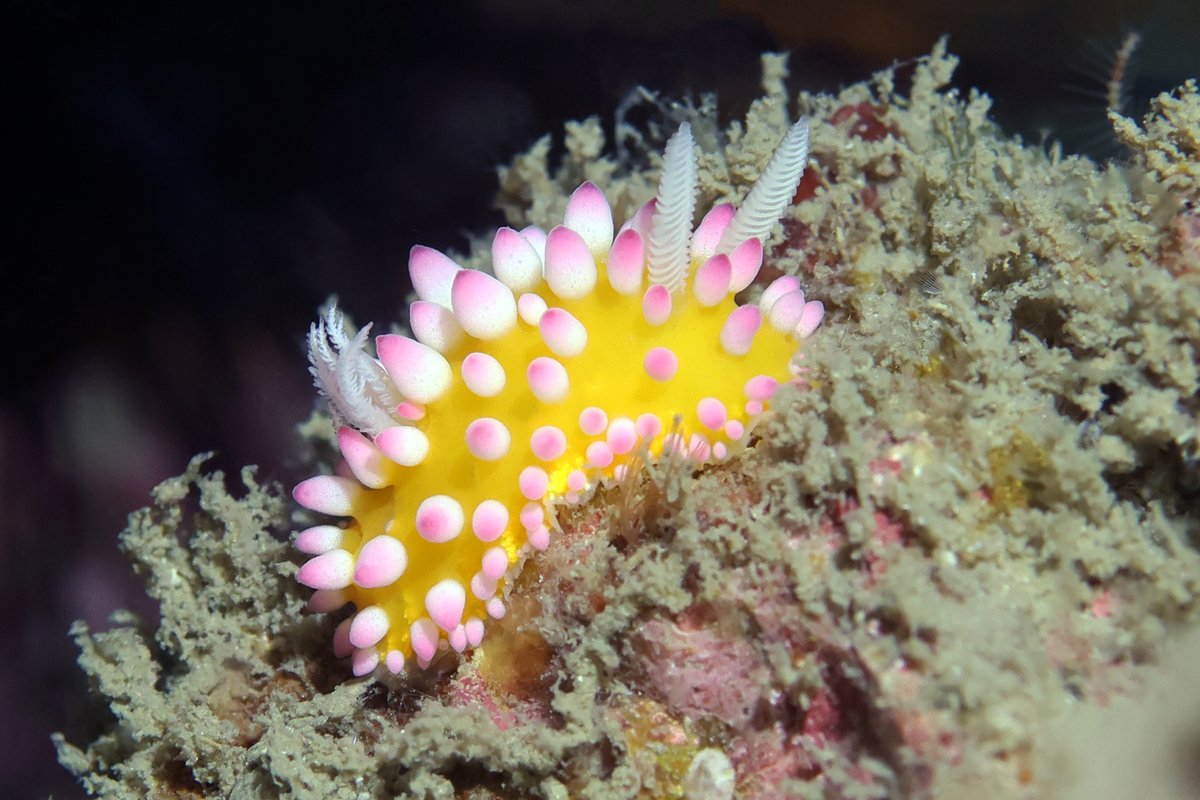 Mostly_Macro's tweet photo. Nudibranchs seen near Nichinan, Japan.  The new camera makes me happy. https://t.co/eP9eLbnCcD