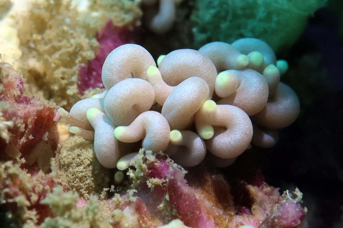 Mostly_Macro's tweet photo. Nudibranchs seen near Nichinan, Japan.  The new camera makes me happy. https://t.co/eP9eLbnCcD