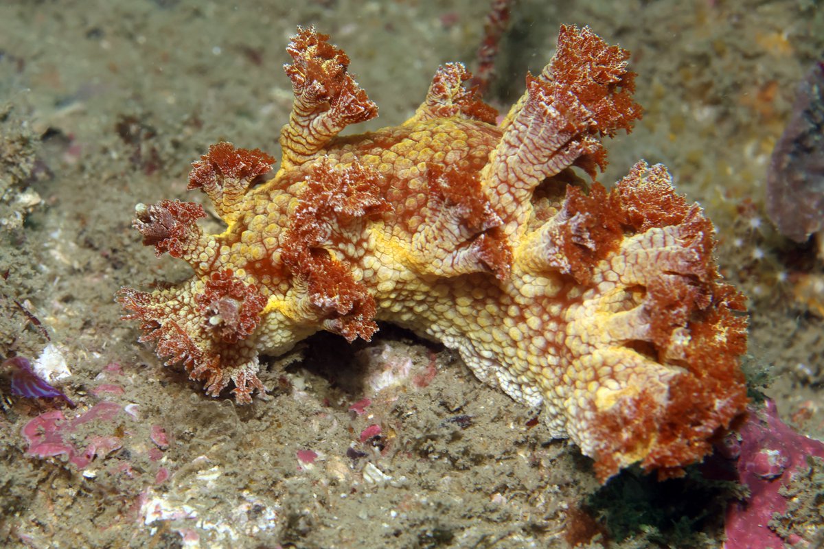 Mostly_Macro's tweet photo. Nudibranchs seen near Nichinan, Japan.  The new camera makes me happy. https://t.co/eP9eLbnCcD