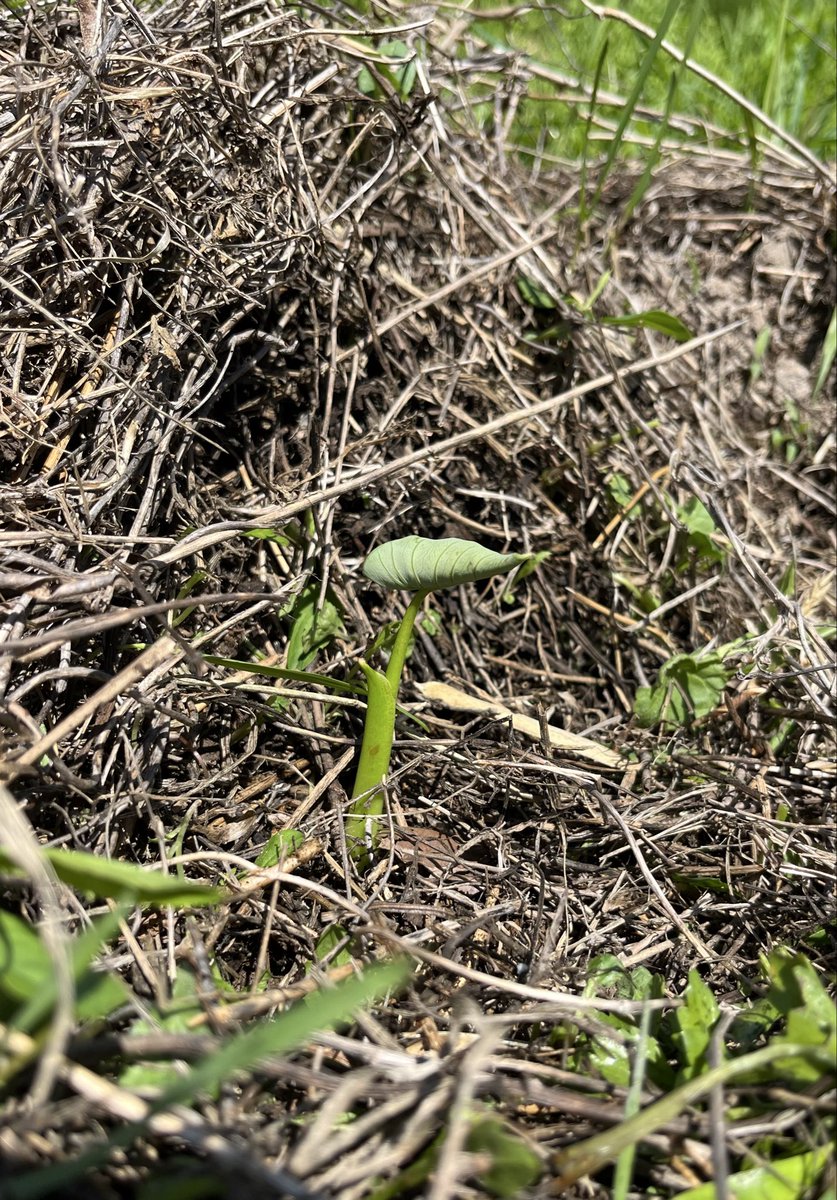 hipcrops's tweet photo. サトイモが顔を出してきました。
たくましさを感じます。
負けてられません。 https://t.co/ZXX6ZEzy66