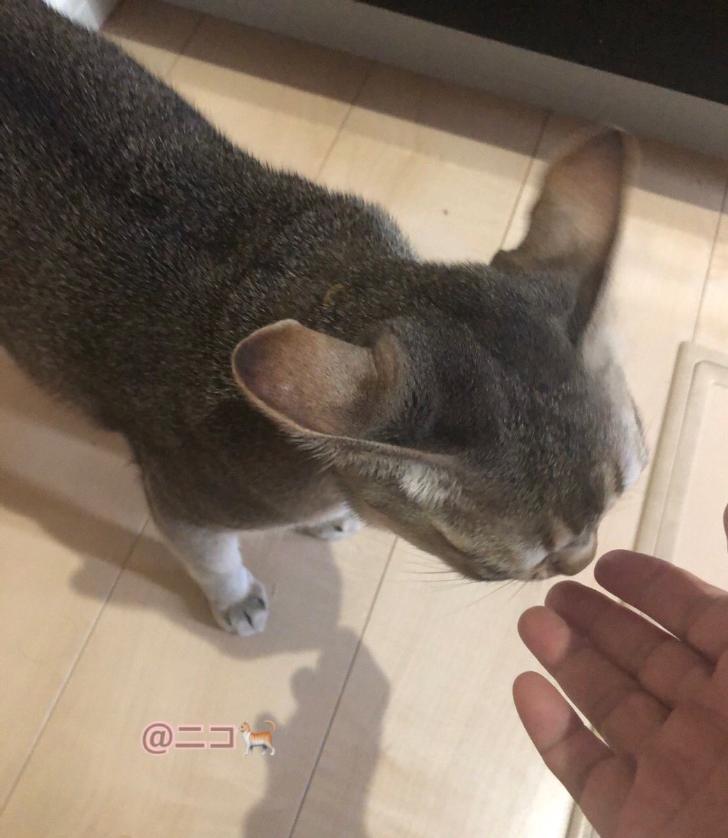 cheeee13's tweet photo. そして
イカ耳になってるニコちゃん🐈 https://t.co/Fcfv2v210M