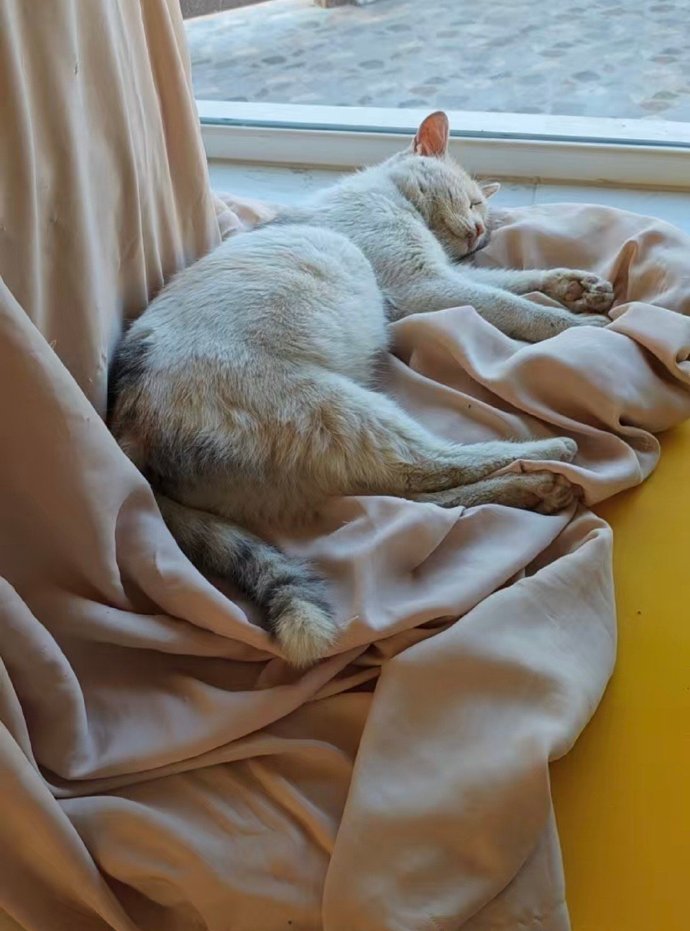 nypels's tweet photo. Nothing beats a lazy Sunday with my fluffball—purrs, snuggles and zero plans needed. ， https://t.co/IH13INC0O2